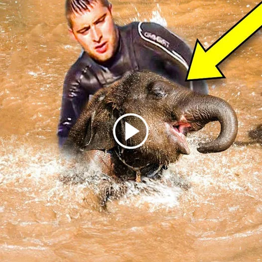 "A Hero's Deed: Gratitude for the Man Who Rescued a Ton-Weight Elephant